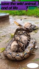 Save the wild Animals,Animal Attack 2022 #shorts #trending (3)