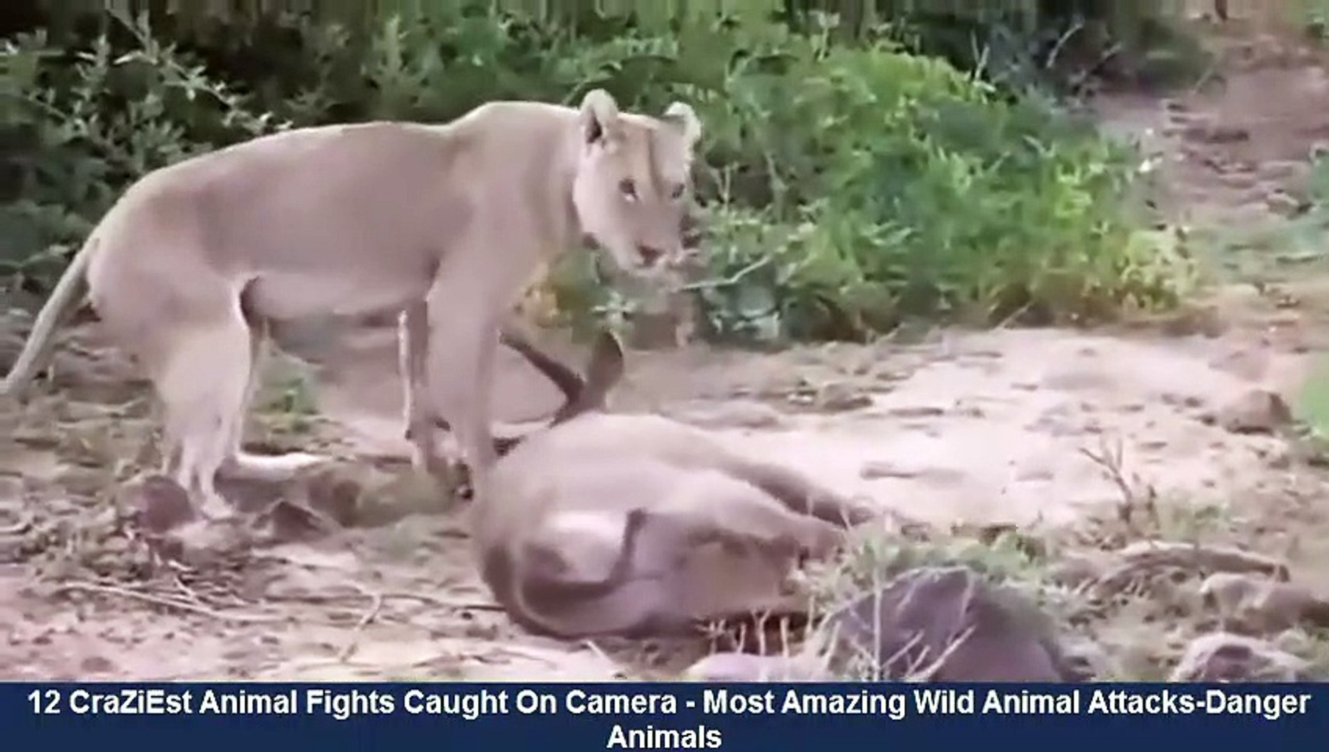▻▻▻12 CraZiEst Animal Fights Caught On Camera Most Amazing Wild Animal  Attacks -Danger Animals - video Dailymotion