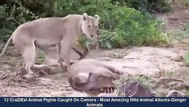 ►►►12 CraZiEst Animal Fights Caught On Camera Most Amazing Wild Animal Attacks -Danger Animals