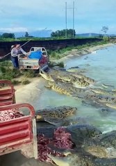 crocodile yummy food #shorts (top video) 2021