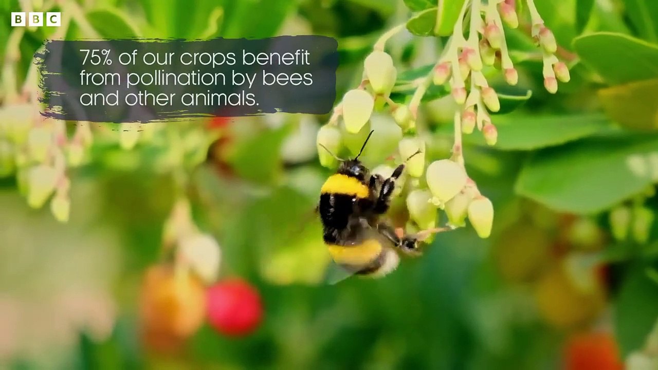 Are Arctic Bees in Trouble- I Our Frozen Planet I BBC Earth