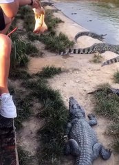 wow crocodile vs crocodile #shorts 2022