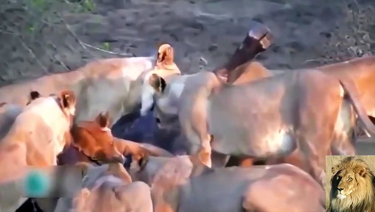 ►►► Amazing Wild Animal Attacks  - Lion-Buffalo- Crocodile- Zebra -HD-Danger Animals