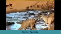 ✔✔✔ Amazing Wild Animal Attacks  2   lion, tiger anaconda, deer, Crocodile  buffalo★ Danger Animals