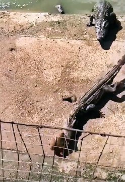 Most Viewed Animal Video (2022) #shorts (4)