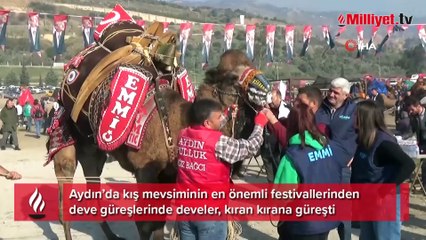 Aydın’da 160 deve kıran kırana güreşti