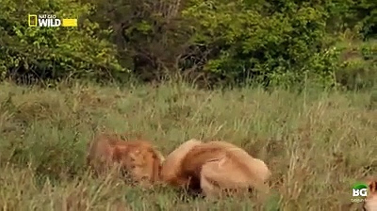 Erkek aslanların tehlikeli oyunu