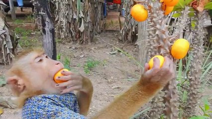 Super Farmer SokYaa Catching A Lot Orange & Back Home