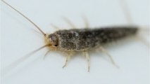 Tired of silverfish in your house? Get rid of these annoying pests with five simple tricks