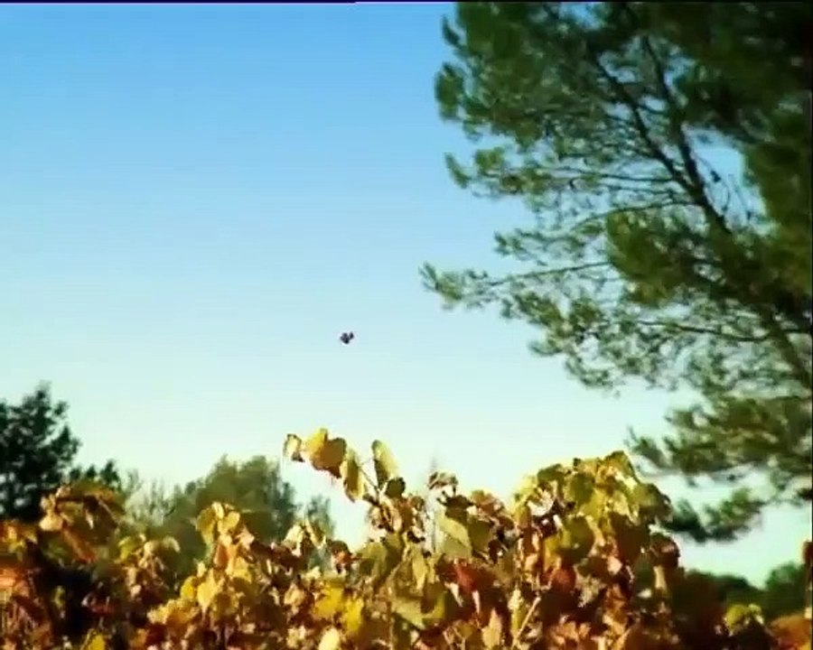 Minuscule - Se5 - Ep10 HD Watch HD Deutsch