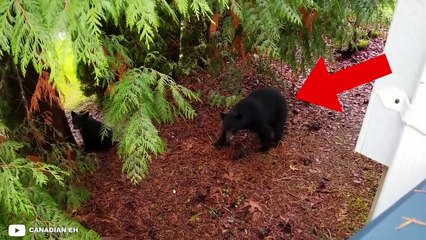 6 Bear Encounters You Should Avoid Clicking On