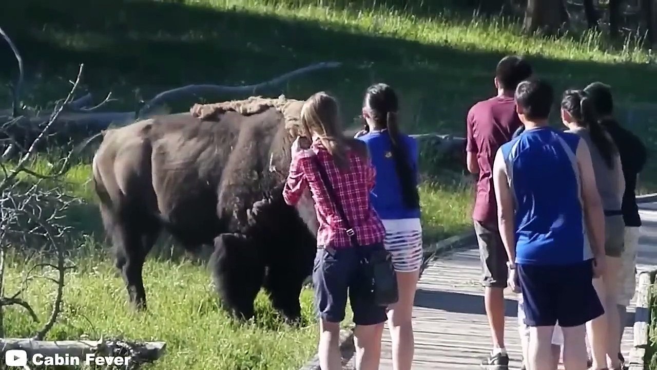 12 Animal Encounters You Don't Want to Watch