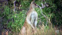 Wild Australians - Kangaroo Tales