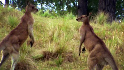 Wild Australians - Platypus And Echidna