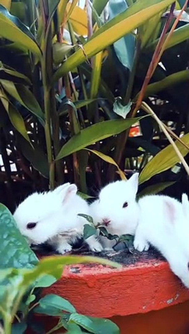 Cute galrey.cute animals.