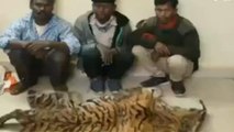 बालाघाट: शिकारी बाघ की खाल के साथ गिरफ्तार, जांच में जुटा अमला