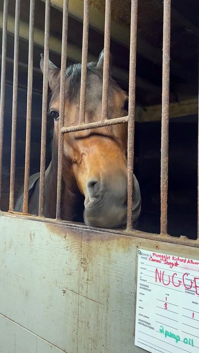 Nugget The Horse