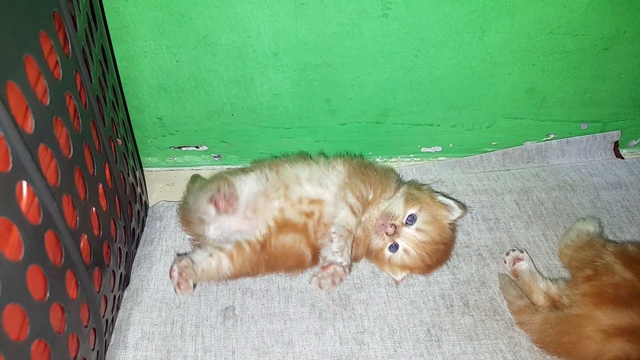 Newborn Cute Kitten