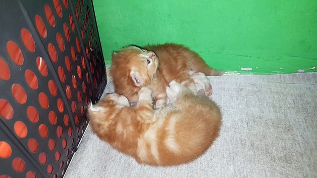 Two Cute Kittens, Two Weeks Old