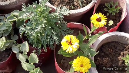 Sunday Overview /#Sunday #Garden #Update #NDLovelYGarden