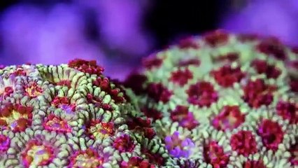 Chasing Coral (2017) Watch HD HD Deutsch