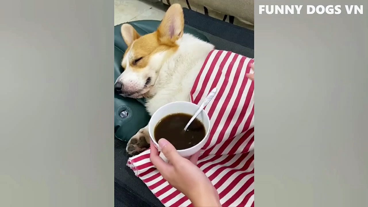 Funniest Animals Video   Funny Dogs And Cats   Try Not To Laugh Animals 2022 - pet lover like you