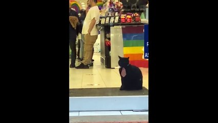 Probably the Funniest Pet Video on daylimotion - pet lover like you