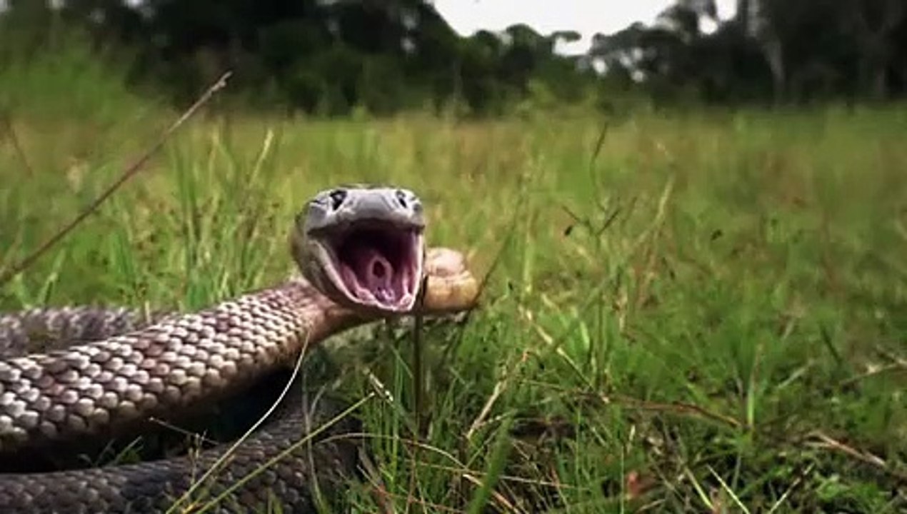 Super Senses - Se1 - Ep11 HD Watch HD Deutsch