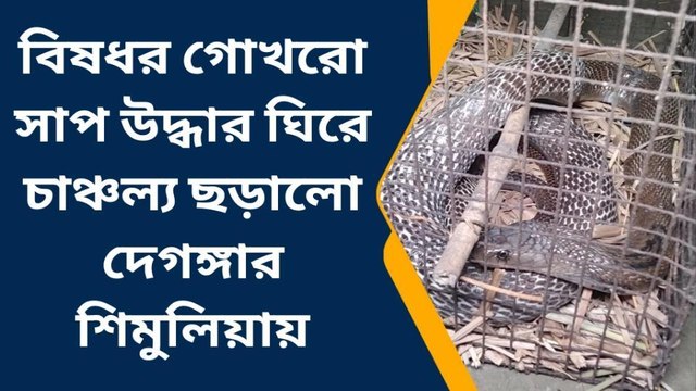 উঃ ২৪ পরগনা: এত বড় গোখরো সাপ না দেখে বিশ্বাস হবে না