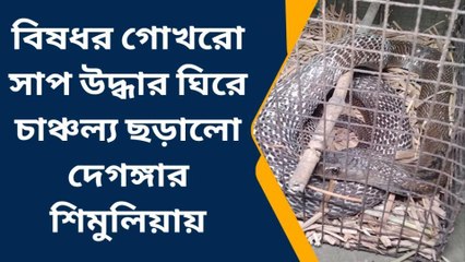 উঃ ২৪ পরগনা: এত বড় গোখরো সাপ না দেখে বিশ্বাস হবে না