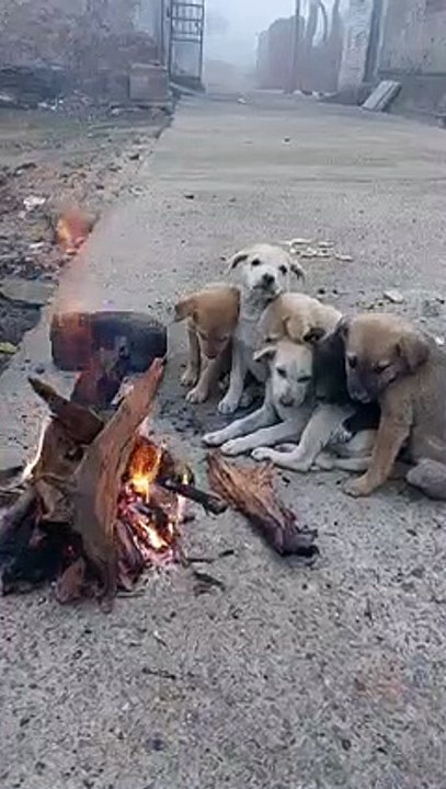 दिलको छूने वाली वीडियो %E0%AA%9C%E0%AB%87%E0%AA%A3%E0%AB%87_%E0%AA%AA ...