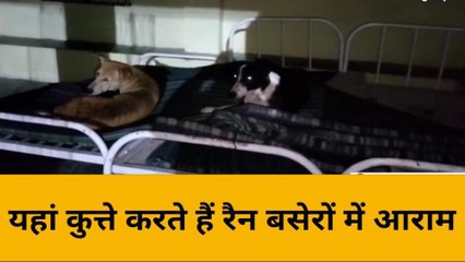 बांदा: जिला अस्पताल में रैन बसेरे में कुत्ते करते हैं आराम, ठंड में ठिठुरते हैं तीमारदार