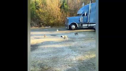 Beş kedi, bir köpeğe meydan okudu!
