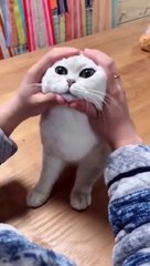 Most Satisfying Funny Cat Video   #shorts