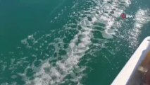Ayvalık'ta yunus balığının sürat teknesi ile yarışı