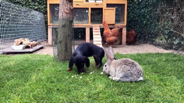 Easter Compilation Unlikely Animal Friends Dachshunds Bunnies Ducklings Chicks