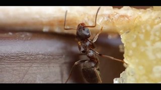 Ant Eating Sugar and Honey  - Macro Videography - Panasonic Lumix + Raynox DC_HIGH