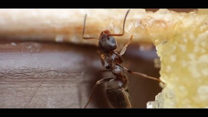 Ant Eating Sugar and Honey  - Macro Videography - Panasonic Lumix + Raynox DC_HIGH