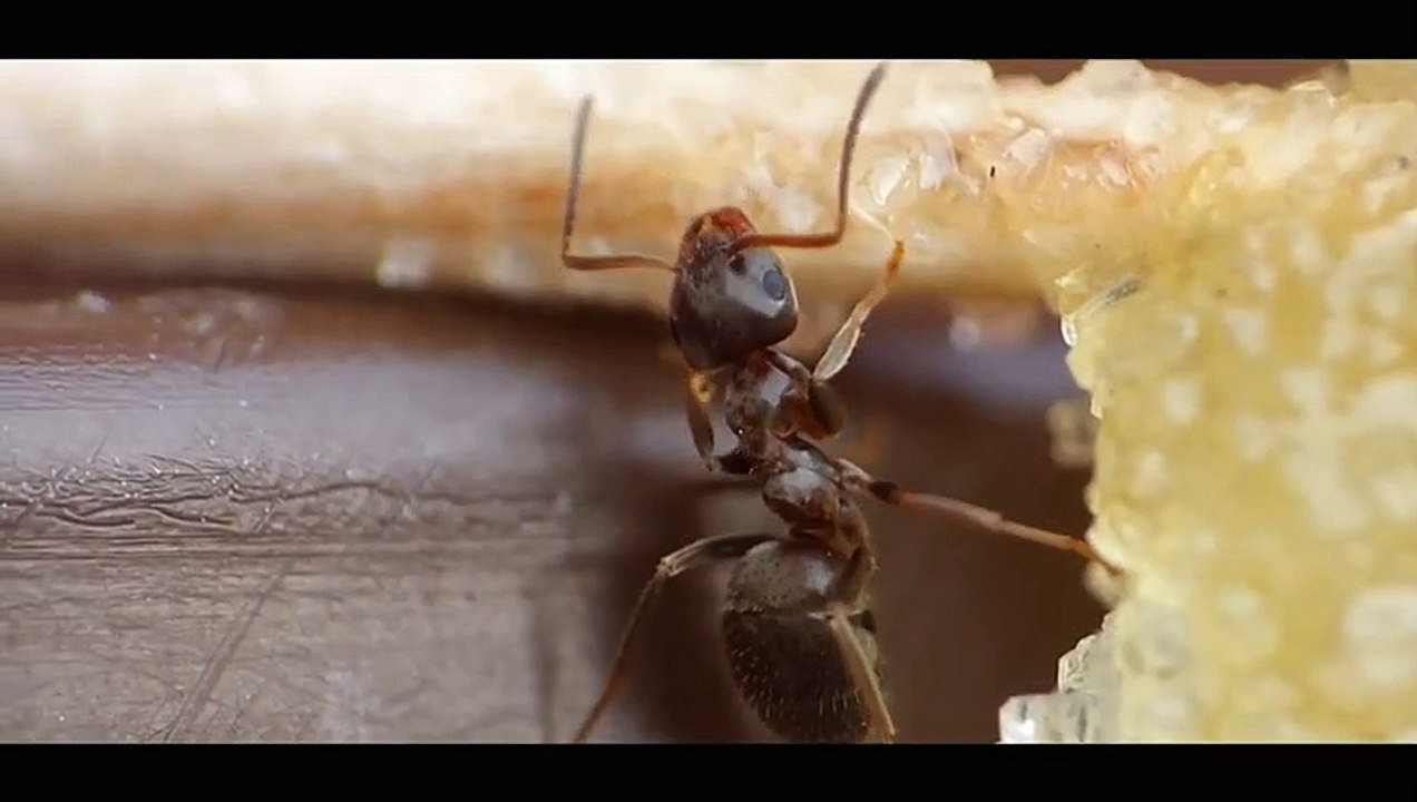 Ant Eating Sugar and Honey  - Macro Videography - Panasonic Lumix + Raynox DC_HIGH