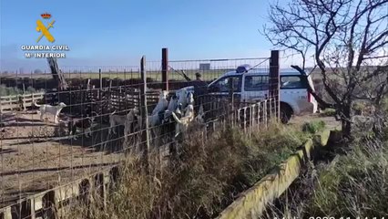 Perros con Sarna en Tudela+