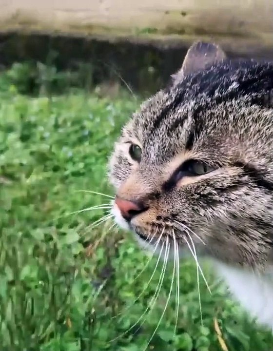 Funny animals - Funny cats _ dogs - Funny animal videos 213