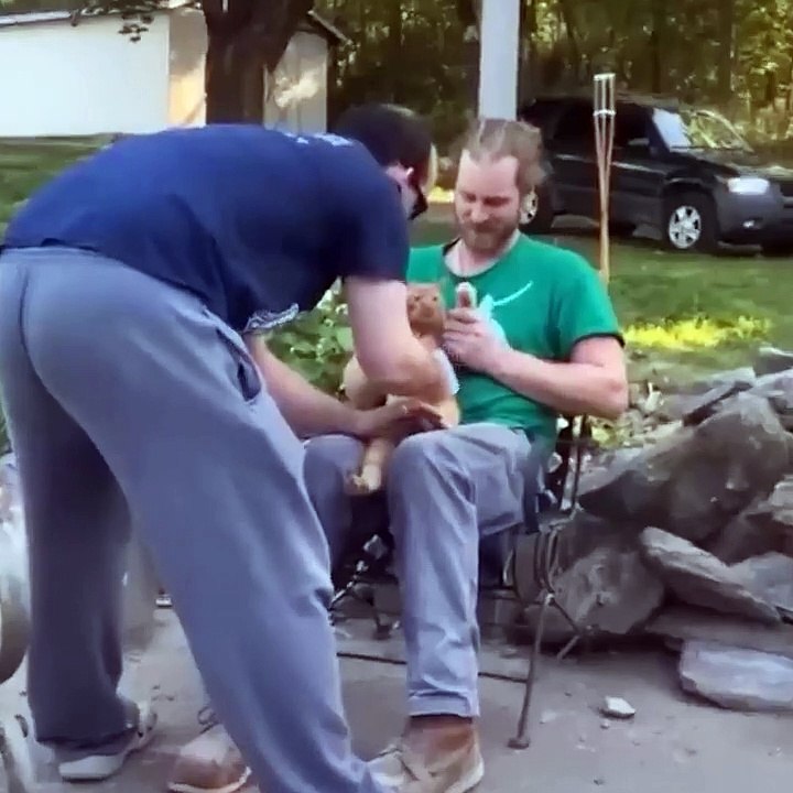 LAUGH Non-Stop With These Funny Cats  - Funniest Cats Expression Video  - Funny Cats Life