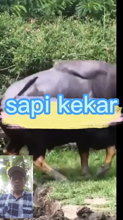 Sapi yg kekar