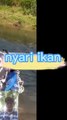 Nyari ikan