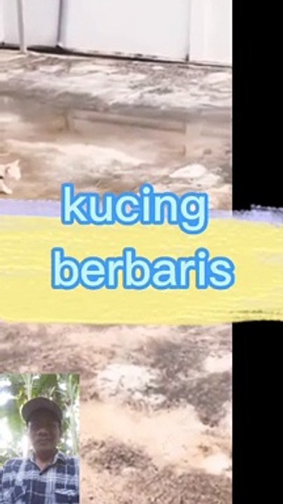 Kucing berbaris baris