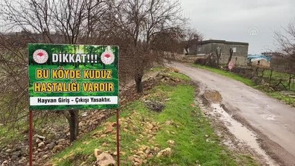 Karantinaya alınan köylerdeki hayvanlar aşılanıyor