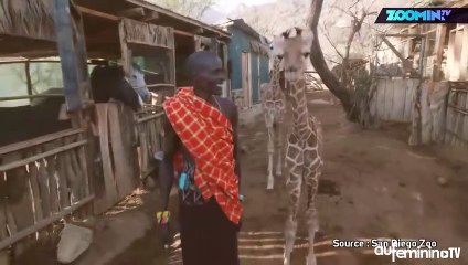 ces-girafes-en-pleine-forme-vont-égayer-votre-journée