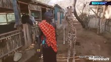 ces-girafes-en-pleine-forme-vont-égayer-votre-journée