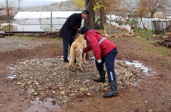 Yaban hayvanlarının ısırdığı köpek kuduz çıktı: Köyler karantinaya alındı, aşılama sürüyor