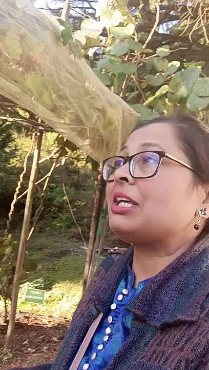 Kivi Ka peed कीवी का पेड़  dailymotion New Video